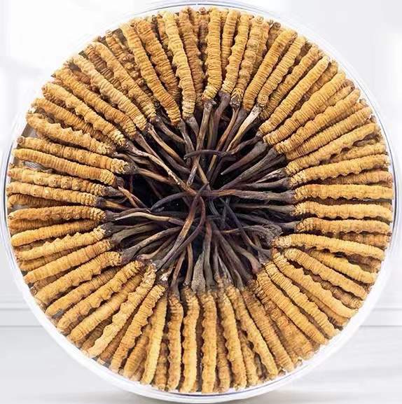 齐干却勒街道冬虫夏草回收